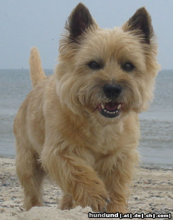 Cairn-Terrier Hunde Foto 24857 in höherer Auflösung ansehen Cairn-Terrier Dusty