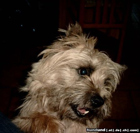 Cairn-Terrier Hunde Foto 6426 Cairn-Terrier Unesere Aïki