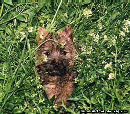 Cairn-Terrier Hunde Foto 4465 Cairn-Terrier Hat mich jemand gerufen?