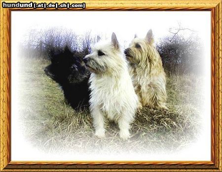 Cairn-Terrier Hunde Foto 20269 Cairn-Terrier wir sind die 3 am Platze,u.jagen jede Katze.