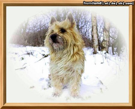 Cairn-Terrier Hunde Foto 20270 Cairn-Terrier wir sind Hunde für jede Jahreszeit.