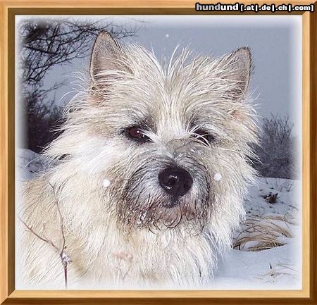 Cairn-Terrier Hunde Foto 20273 Cairn-Terrier Ich sehe alles!