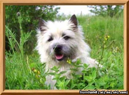 Cairn-Terrier Hunde Foto 20271 Cairn-Terrier Kelli, unser Fotomodell
