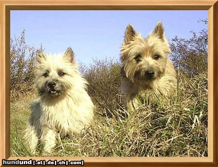Cairn-Terrier Hunde Foto 20272 Cairn-Terrier Wo sind die Mäuschen?