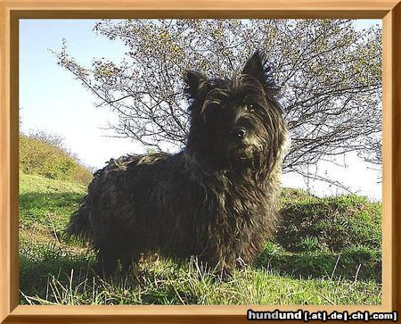 Cairn-Terrier Hunde Foto 20275 Cairn-Terrier Katja von der Iburg