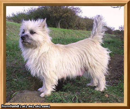 Cairn-Terrier Hunde Foto 20274 Cairn-Terrier Kelli,von der Iburg
