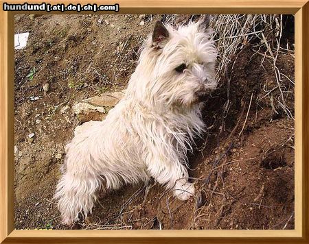 Cairn-Terrier Hunde Foto 20278 Cairn-Terrier Berta 13 Jahre von der Iburg