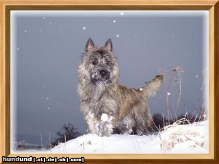 Cairn-Terrier Hunde Foto 20277 Cairn-Terrier Leo 8 Monate von der Iburg