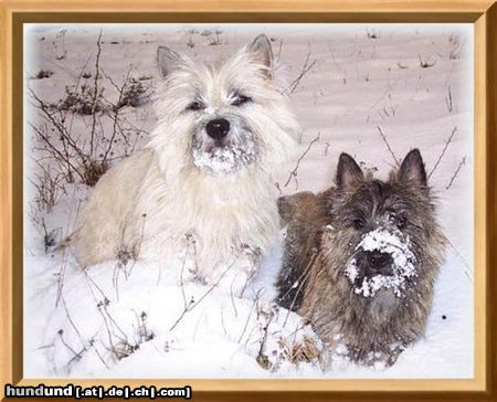 Cairn-Terrier Hunde Foto 20280 Cairn-Terrier Zwei die sich mögen