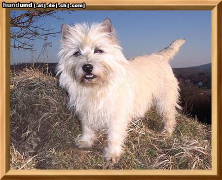Cairn-Terrier Hunde Foto 20276 Cairn-Terrier Bitte ein Leckerchen