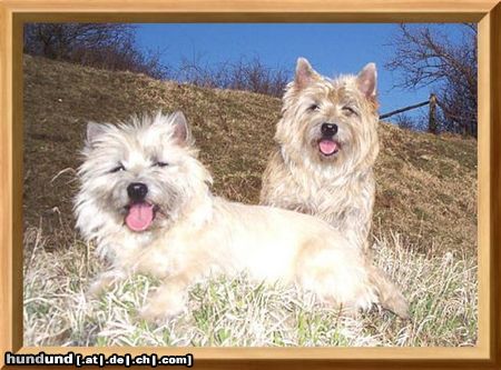 Cairn-Terrier Hunde Foto 20279 Cairn-Terrier Kelli u.Lullu von der Iburg