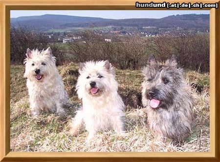 Cairn-Terrier Hunde Foto 20281 Cairn-Terrier Wir wollen nicht nach Haus