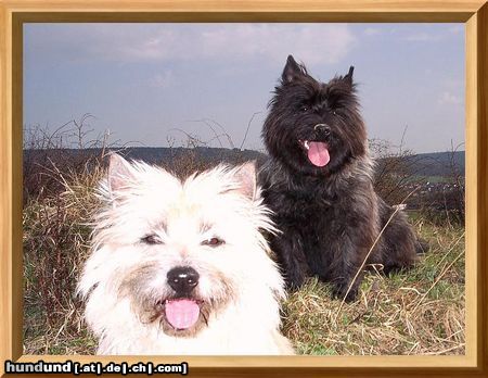 Cairn-Terrier Hunde Foto 20283 Cairn-Terrier April 2005 von der Iburg