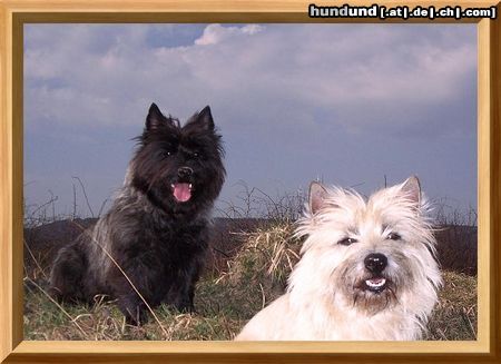 Cairn-Terrier Hunde Foto 20282 Cairn-Terrier April 2005 von der Iburg