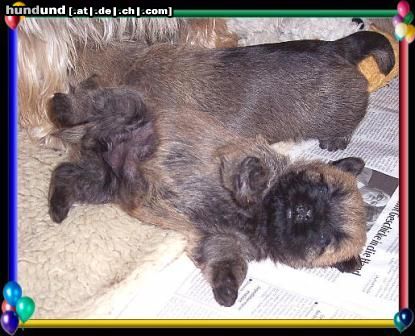 Cairn-Terrier Hunde Foto 19974 Cairn-Terrier hu-hu kraule mich.