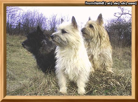 Cairn-Terrier Hunde Foto 19965 Cairn-Terrier wir sind die 3 am Platze,u.jagen jede Katze.