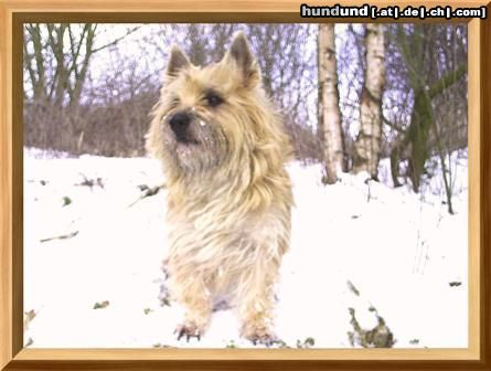 Cairn-Terrier Hunde Foto 19968 Cairn-Terrier wir sind Hunde für jede Jahreszeit.