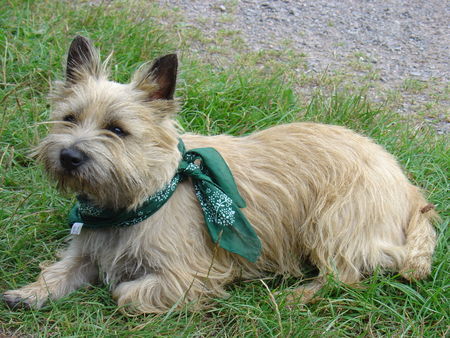 Cairn-Terrier Hunde Foto 37163 Cairn-Terrier Unser Max 2 Jahre alt