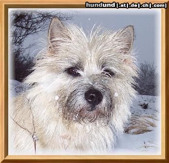 Cairn-Terrier Hunde Foto 19969 Cairn-Terrier Fotomodel Kelli