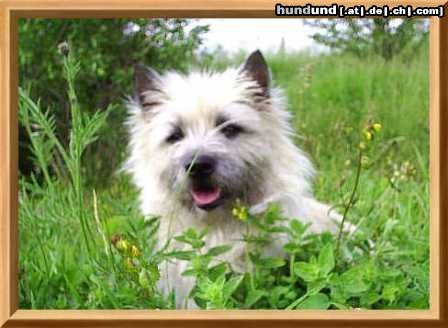 Cairn-Terrier Hunde Foto 19970 Cairn-Terrier Fotomodel Kelli