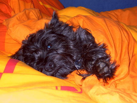 Cairn-Terrier Hunde Foto 42997 in höherer Auflösung ansehen Cairn-Terrier