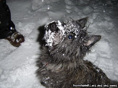 Cairn-Terrier Hunde Foto 18558 in höherer Auflösung ansehen Cairn-Terrier Kimba macht Bekanntschaft mit Schnee