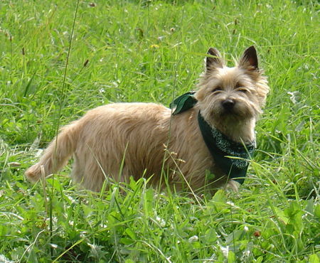 Cairn-Terrier Hunde Foto 37162 in höherer Auflösung ansehen Cairn-Terrier Draußen ist es doch am schönsten!