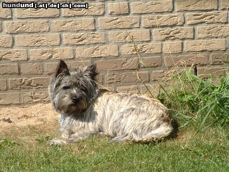 Cairn-Terrier Hunde Foto 6434 Cairn-Terrier unsere cairn skipper