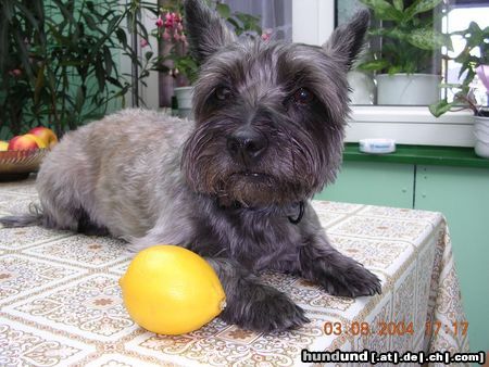 Cairn-Terrier Hunde Foto 19689 in höherer Auflösung ansehen Cairn-Terrier