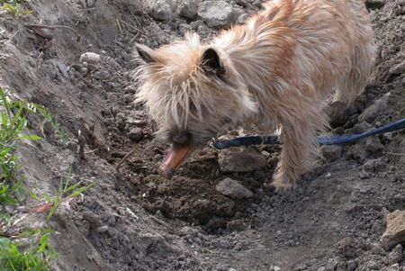 Cairn-Terrier Hunde Foto 36088 in höherer Auflösung ansehen Cairn-Terrier