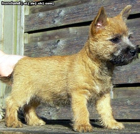 Cairn-Terrier Hunde Foto 4476 Cairn-Terrier Cairn Terrier Diva Star 10 Wochen alt