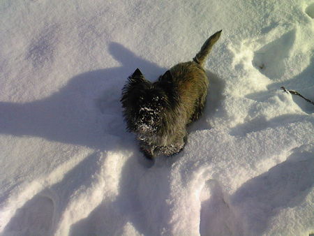Cairn-Terrier Das ist unser Chico im Schnee