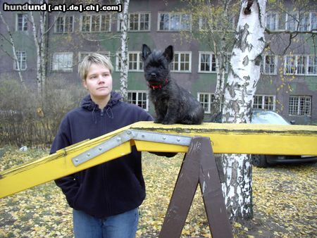 Cairn-Terrier Hunde Foto 6844 Cairn-Terrier Kimba mit 11 Wochen