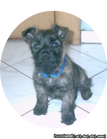 Cairn-Terrier Hunde Foto 25540 Cairn-Terrier Emma