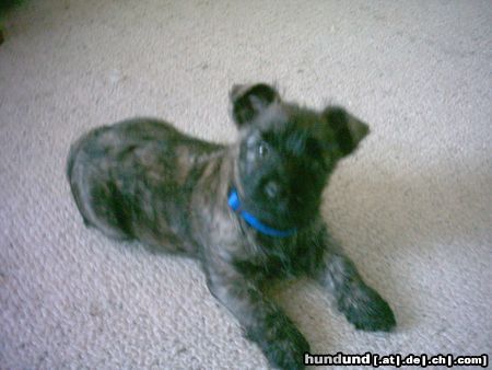 Cairn-Terrier Hunde Foto 23409 Cairn-Terrier