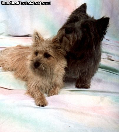 Cairn-Terrier Hunde Foto 8816 Cairn-Terrier Jerry&Channel