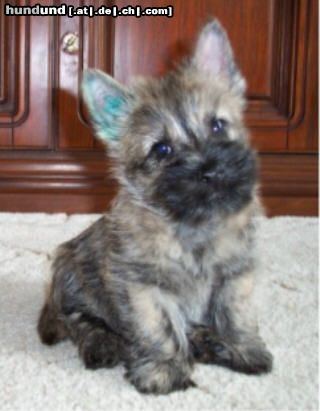 Cairn-Terrier Hunde Foto 10804 Cairn-Terrier Jerry-Lee 12 Wochen alt