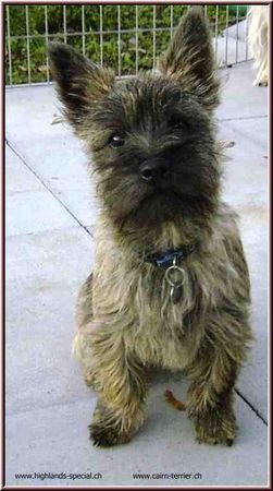 Cairn-Terrier Hunde Foto 35557 in höherer Auflösung ansehen Cairn-Terrier Joya
