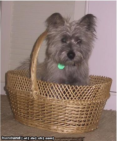 Cairn-Terrier Hunde Foto 5947 Cairn-Terrier
