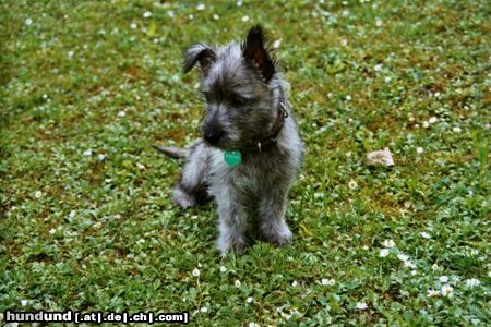 Cairn-Terrier Hunde Foto 20038 Cairn-Terrier