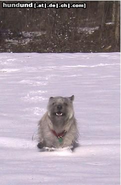 Cairn-Terrier Hunde Foto 8641 Cairn-Terrier Franky im Schnee