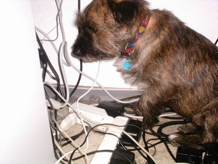 Cairn-Terrier Hunde Foto 34059 Cairn-Terrier immer diese kabel