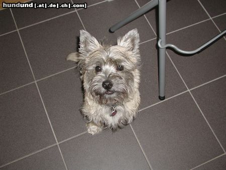 Cairn-Terrier Hunde Foto 6568 Cairn-Terrier Quentin (Buddy) von den Rheinpiraten 7 Monate