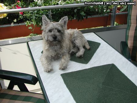 Cairn-Terrier Hunde Foto 6091 Cairn-Terrier Quentin (Buddy) von den Rheinpiraten 6 Monate