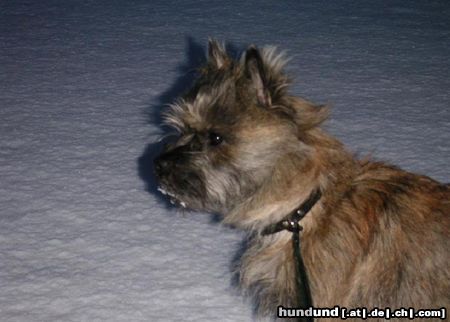 Cairn-Terrier Hunde Foto 11149 Cairn-Terrier Das ist unser Chico