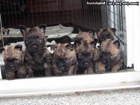 Cairn-Terrier Hunde Foto 11819 Cairn-Terrier 7 auf einen Streich!