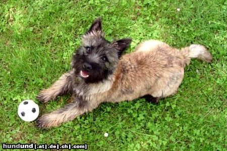 Cairn-Terrier Hunde Foto 15007 in höherer Auflösung ansehen Cairn-Terrier Ob ich jetzt wohl ein Leckerli bekomme