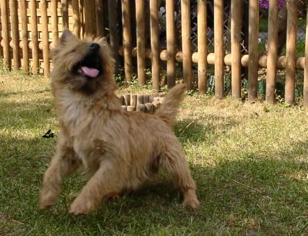 Cairn-Terrier Hunde Foto 1846 Cairn-Terrier Cairn in Aktion