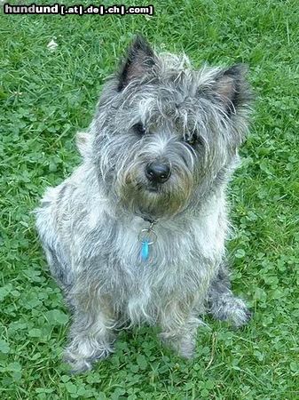 Cairn-Terrier Hunde Foto 6436 Cairn-Terrier this ist skipper
