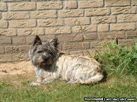 Cairn-Terrier Hunde Foto 6437 Cairn-Terrier this ist skipper